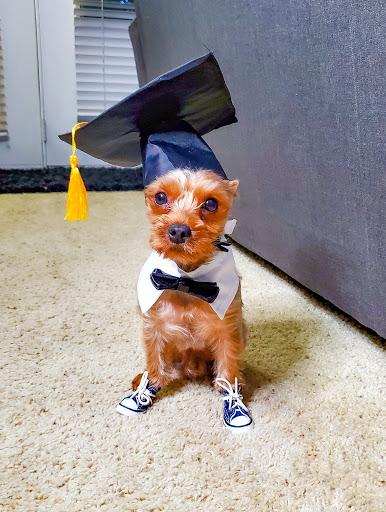 Pet Supply Store «PetSmart», reviews and photos, 5810 Antioch Rd, Merriam, KS 66202, USA