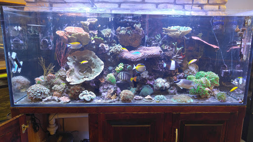 Aquarium Shop «Aquarium Arts», reviews and photos, 1810 W Baseline Rd #1, Mesa, AZ 85202, USA