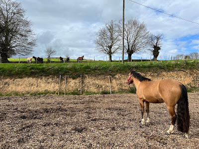 Le Manège de Regalis à La Roche-Mabile