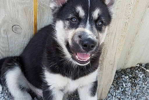 Pet Store «Animal House», reviews and photos, 7869 Hamilton Ave, Cincinnati, OH 45231, USA