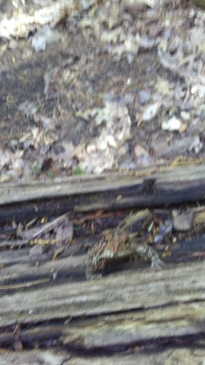 Nature Preserve «Centennial Woods Natural Area», reviews and photos, I-89, Burlington, VT 05401, USA