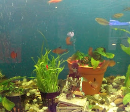 Acuario MARLÍN photo