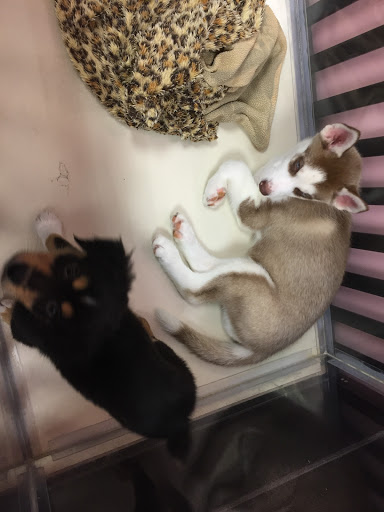 Pet Store «Furry Babies Inc», reviews and photos, 3340 Mall Loop Dr, Joliet, IL 60431, USA