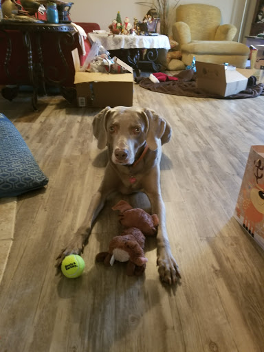 Myrtle Grove Animal Hospital image