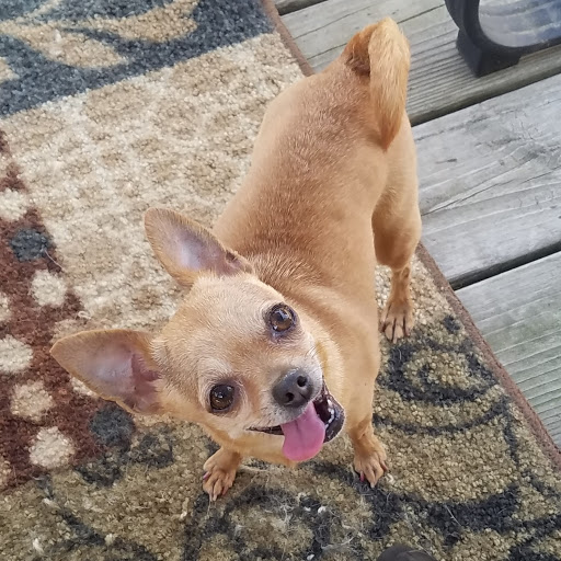 Pet Supply Store «Pet Supplies Plus», reviews and photos, 601 Portion Rd, Lake Ronkonkoma, NY 11779, USA