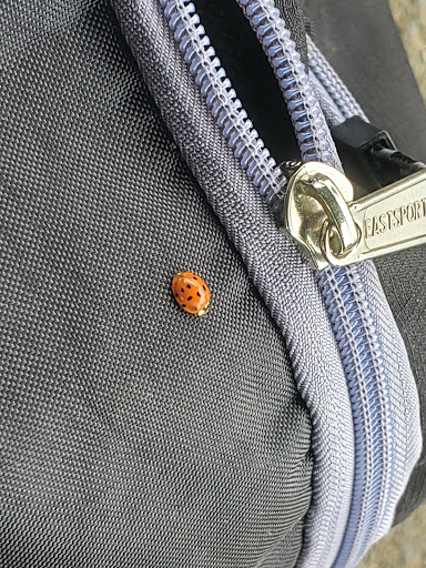 Grocery Store «Safeway», reviews and photos, 1265 Center St NE, Salem, OR 97301, USA