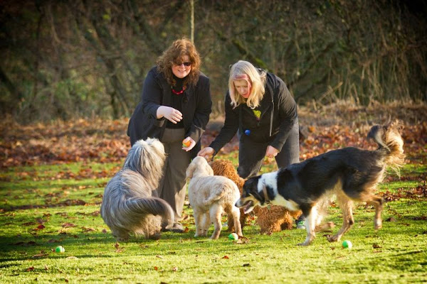 VIPPIES Pet Care: Lincoln Dog Walker and Home from Home Foster Care