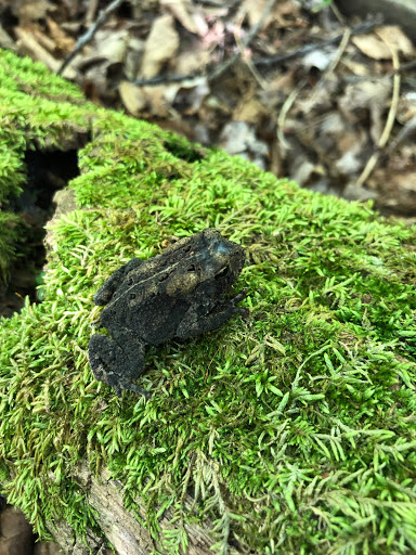 Park «Hocker Park», reviews and photos, Blue Mountain Pkwy, Harrisburg, PA 17112, USA