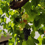 Photo n°3 de l'avis de Andrea.i fait le 19/09/2021 à 10:27 sur le  Oberwirt Am Gries à Lana