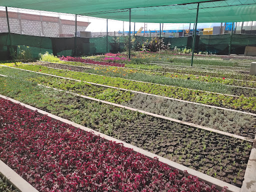 Plantas baratas Arequipa