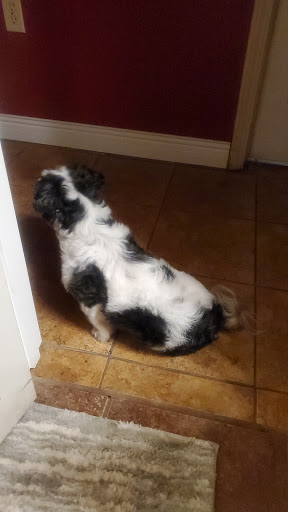 Pet Supply Store «Petco Animal Supplies», reviews and photos, 175 Grandview Blvd #600, Madison, MS 39110, USA