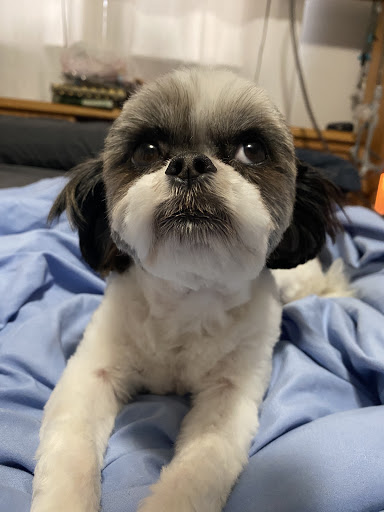 Dog Day Care Center «K9 Behavior UT, LLC», reviews and photos, 1458 Main St, Salt Lake City, UT 84115, USA