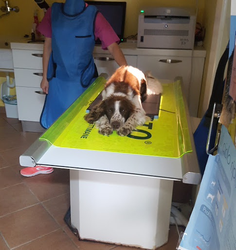 Pensioni per cani e dog hotel a Ambulatorio Veterinario Dr Sandro Bianchini