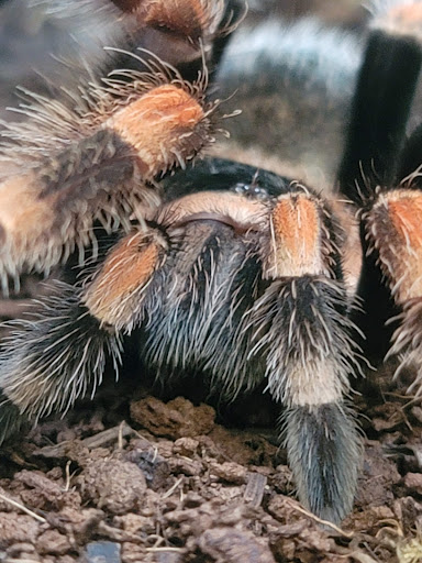 Pet Supply Store «Petco Animal Supplies», reviews and photos, 6416 Carlisle Pike #300, Mechanicsburg, PA 17050, USA