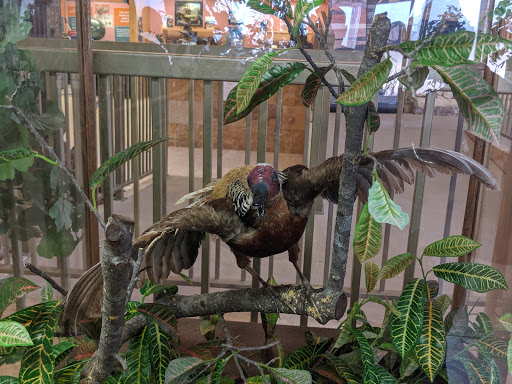 Museum «Creation Evidence Museum», reviews and photos, 3102 FM 205, Glen Rose, TX 76043, USA