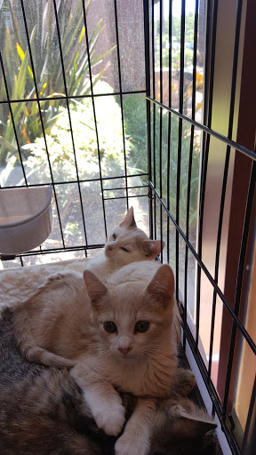 Pet Supply Store «PetSmart», reviews and photos, 12741 Towne Center Dr, Cerritos, CA 90703, USA