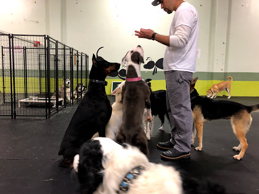 Dog Trainer «Suite Dog Daze», reviews and photos, 2090 Front St NE, Salem, OR 97301, USA