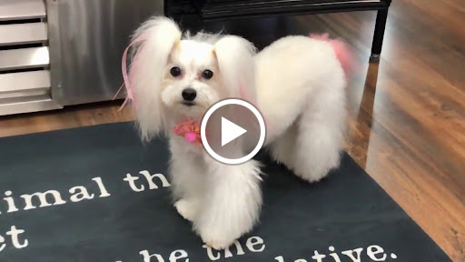 Pet Supply Store «Dog Style Canine Supply Company», reviews and photos, 2002 Judson Rd Suite 102, Longview, TX 75605, USA