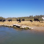 Photo n° 1 de l'avis de Titi6.9. fait le 19/08/2021 à 12:35 pour Tiki III à Saintes-Maries-de-la-Mer