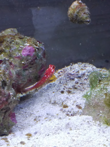 Aquarium «Aquarium World», reviews and photos, 13157 Northwest Fwy, Houston, TX 77040, USA