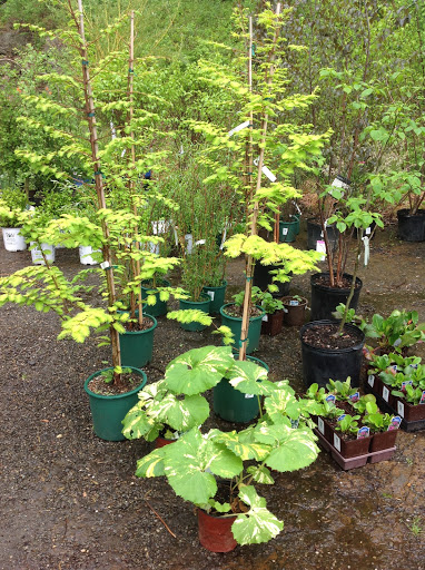 Garden Center «Victoria Gardens», reviews and photos, 1 Cottekill Rd, Rosendale, NY 12472, USA