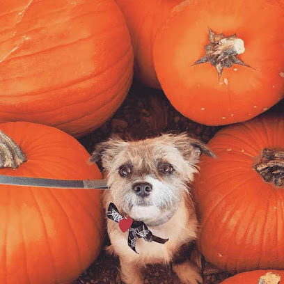 Arizona Pumpkin Patch