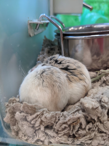 Pet Supply Store «PetSmart», reviews and photos, 13000 Aurora Ave N, Seattle, WA 98133, USA