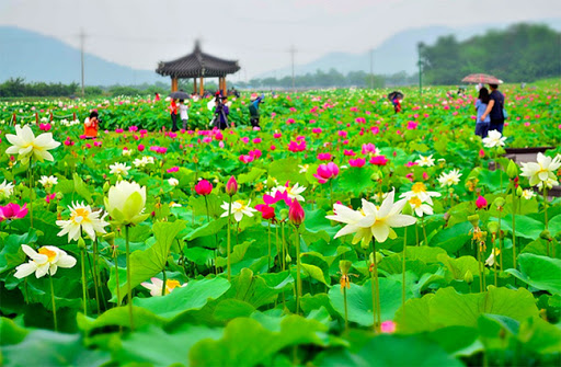 Hồ sen sinh thái xã GIA TƯỜNG