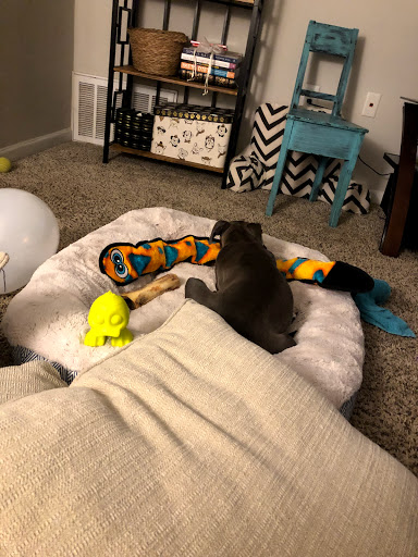 Pet Supply Store «Pet Supplies Plus», reviews and photos, 2801 Wade Hampton Blvd #100, Taylors, SC 29687, USA