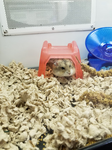 Pet Supply Store «Petco Animal Supplies», reviews and photos, 2353 SE Federal Hwy, Stuart, FL 34994, USA