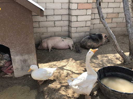 Zoo «Jr Pony Parties», reviews and photos, 1744 N Leonard Ln, Las Vegas, NV 89108, USA