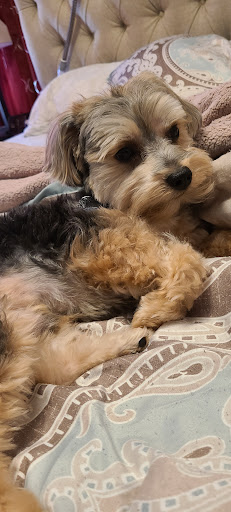 Pet Supply Store «PetSmart», reviews and photos, 4824 211th St, Matteson, IL 60443, USA