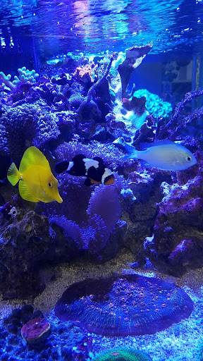 Tropical Fish Store «Salty Fish Aquariums», reviews and photos, 5535 Brewster St, San Antonio, TX 78233, USA