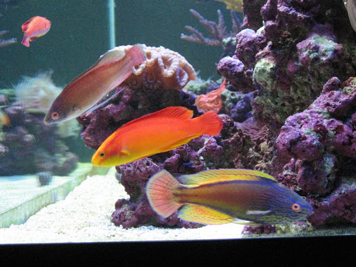 Tropical Fish Store «Advanced Marine Aquatics», reviews and photos, 1083 Willis Ave, Albertson, NY 11507, USA