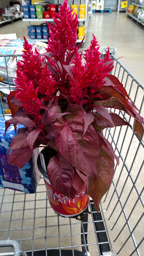 Department Store «Walmart Supercenter», reviews and photos, 16865 Clover Rd, Noblesville, IN 46060, USA