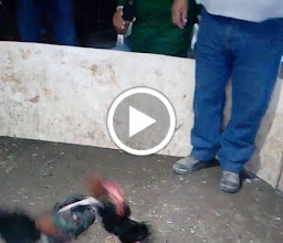 Colonia VICTORIA photo