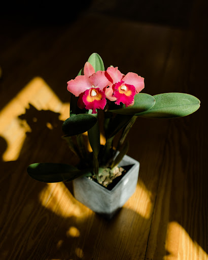 Florist «Island Orchids», reviews and photos, 2204 W Colorado Ave, Colorado Springs, CO 80904, USA