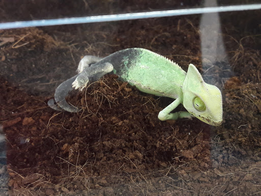 Pet Supply Store «Petco Animal Supplies», reviews and photos, 8111 W Broward Blvd, Plantation, FL 33324, USA