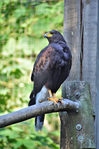 Vogelpark Karlstern Mannheim