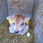 Photo n°4 de l'avis de Davide.o fait le 13/12/2023 à 14:22 sur le  Agritur El Mas à Moena