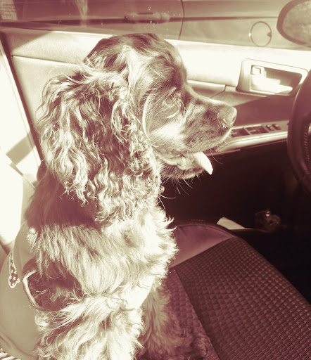 Pet Supply Store «Pet Supplies Plus», reviews and photos, 209 Towne Dr, Elizabethtown, KY 42701, USA