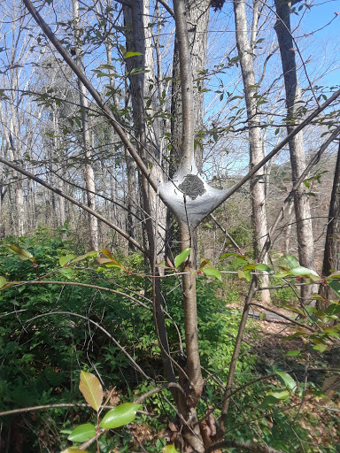 Government Office «Bear Hollow Wildlife Trail», reviews and photos, 293 Gran Ellen Dr, Athens, GA 30606, USA