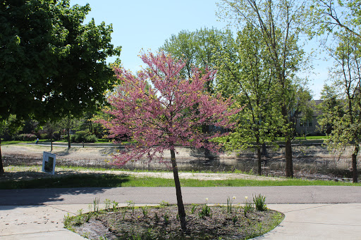 Park «Springfield Park», reviews and photos, 269 Springfield Dr, Bloomingdale, IL 60108, USA