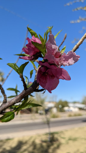 Park «Daley Park», reviews and photos, 1625 S College Ave, Tempe, AZ 85281, USA