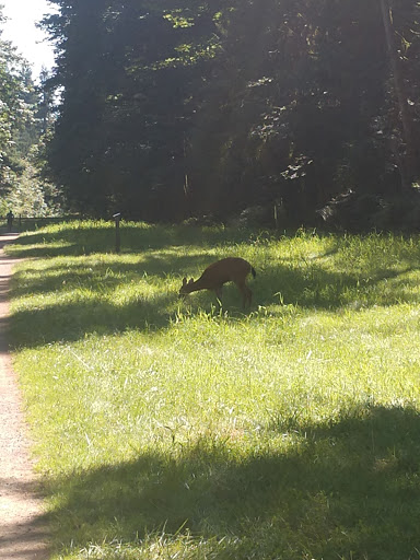 Nature Preserve «Redmond Watershed Preserve», reviews and photos, 21760 NE Novelty Hill Rd, Redmond, WA 98053, USA