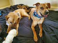 Loving Touch Grooming & Boarding, LLC - Photo 2 - Car repair in Columbus, GA, Columbus