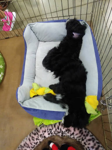 Pet Supply Store «PetSmart», reviews and photos, 2140 17th St, Santa Ana, CA 92705, USA