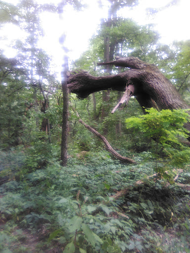 Nature Preserve «Bow in the Clouds Preserve», reviews and photos, 1805 Nazareth Rd, Kalamazoo, MI 49048, USA