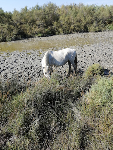 Centre équestre Cabane du Daladel - Promenade à cheval Vauvert