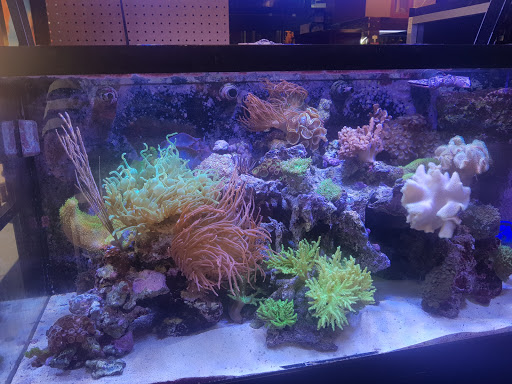 Aquarium Shop «Exotic Aquariums», reviews and photos, 7399 Bird Rd, Miami, FL 33155, USA
